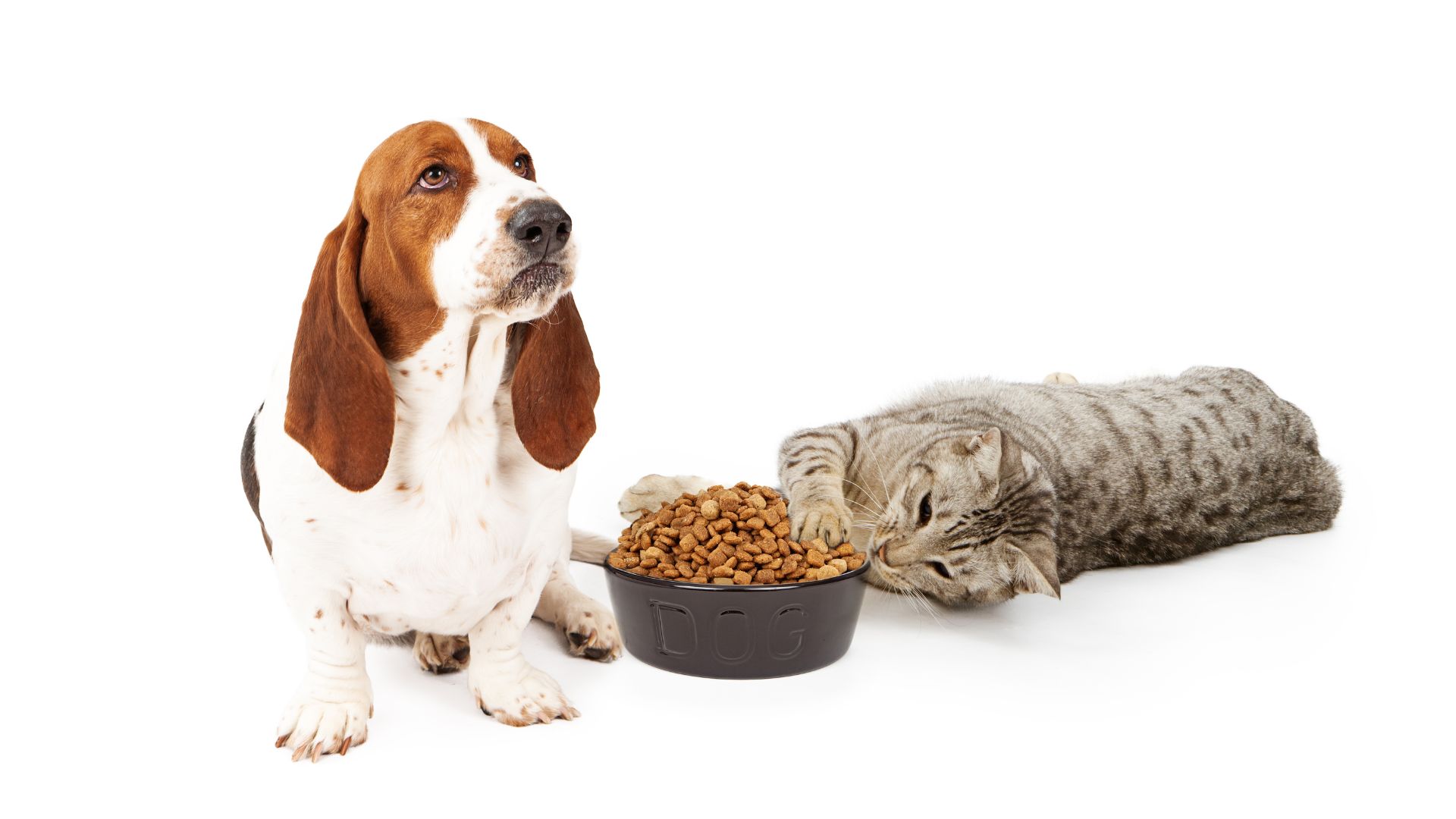 Top 5 Websites for Cat & Dog Foods Delivery in Dhaka