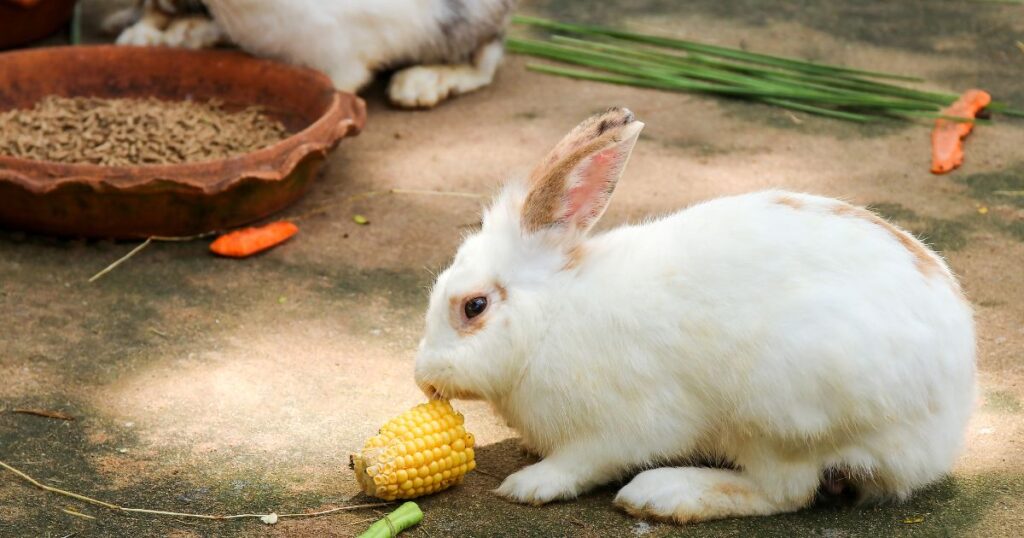 best rabbit food